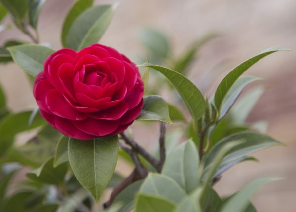 Caring for Camellias in WA