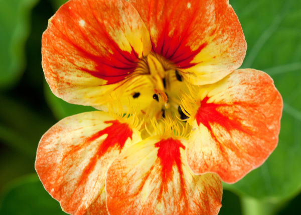 How to Grow Nasturtiums in Perth WA