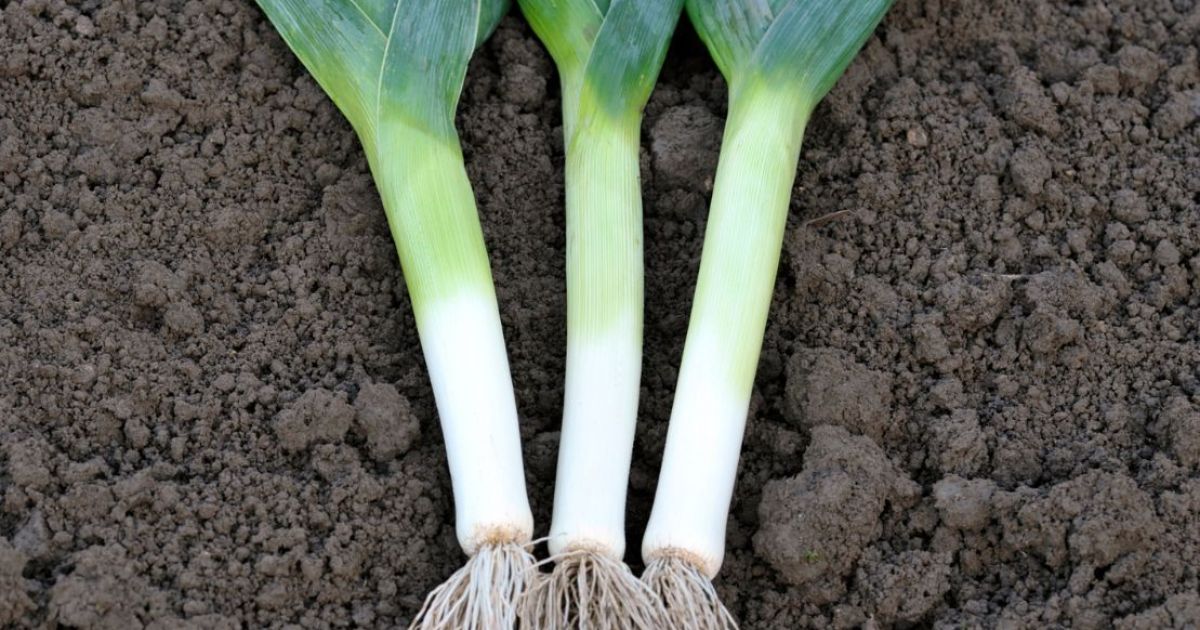 Growing Leeks in Perth WA Leeks belong to the Alliaceae family along with onions, garlic, and