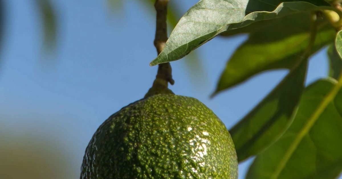 How To Grow Avocados | Gardening Blog | Baileys Fertilisers - Baileys ...