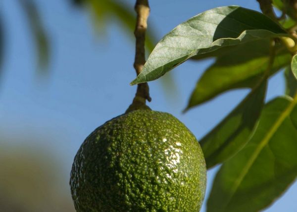 How To Grow Avocados in WA