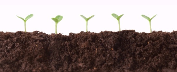Seedlings In Dirt